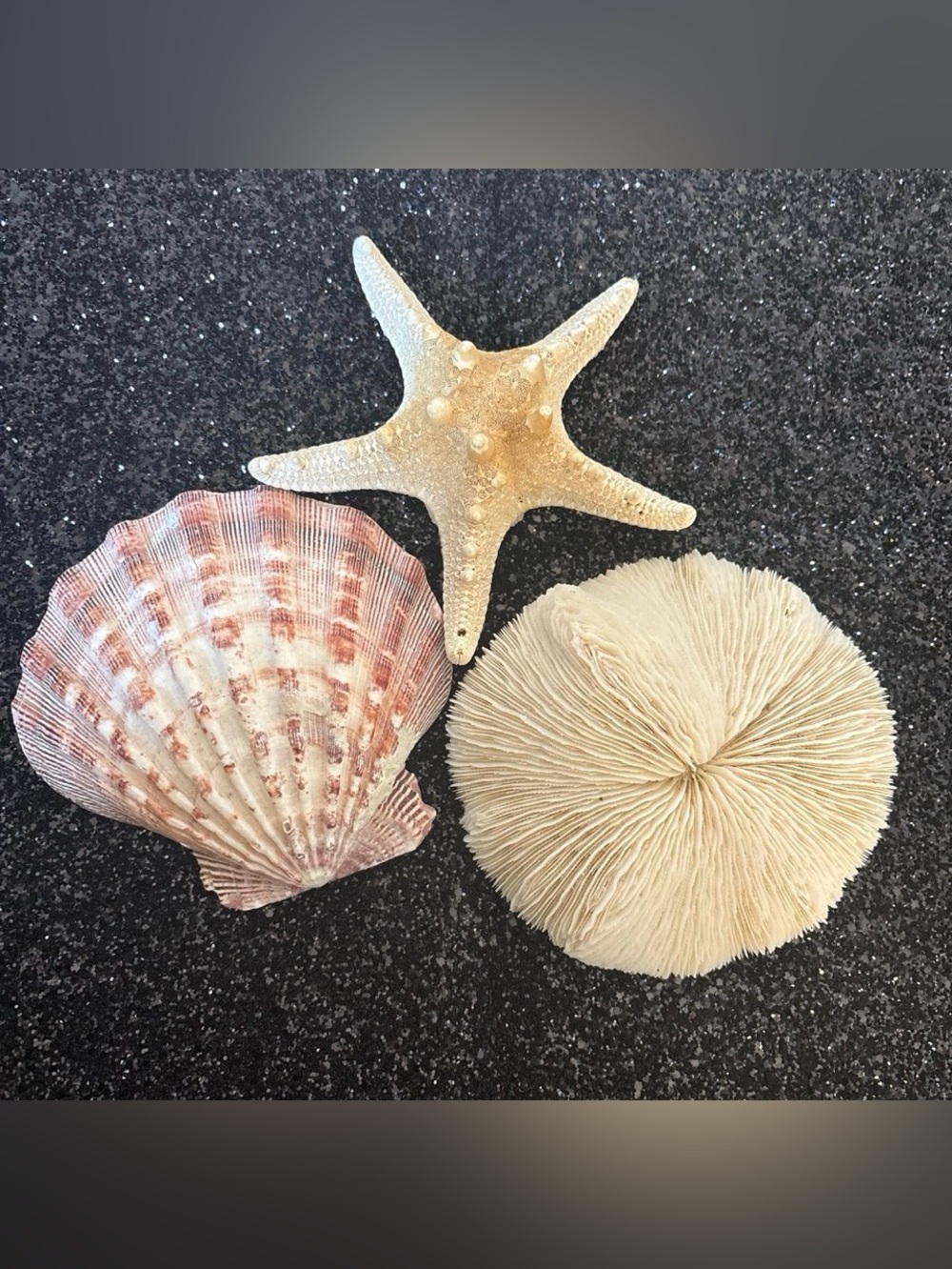 Coastal Seashell & Starfish Collection | Natural Beach Décor Display Bundle - Picture 2 of 11